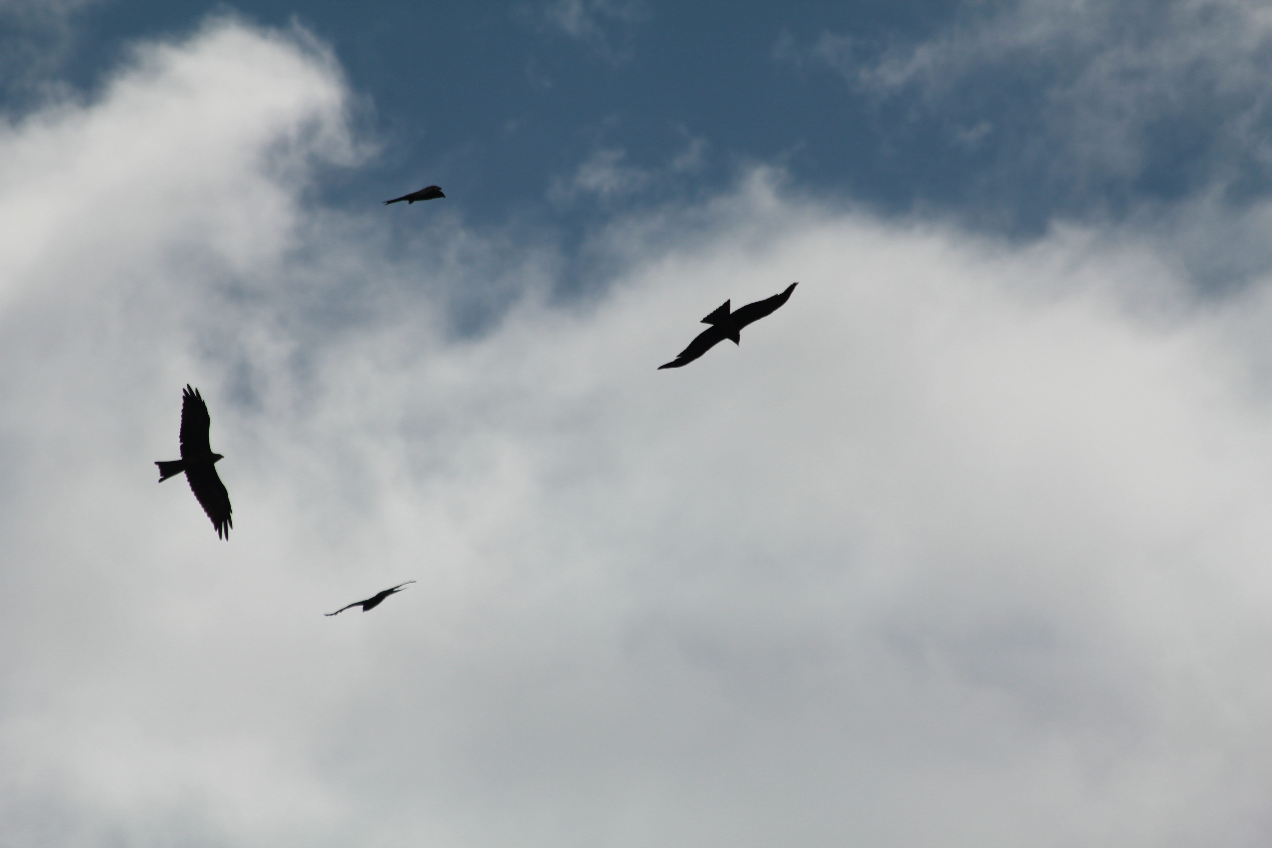 Session 2 - MIT VGHS